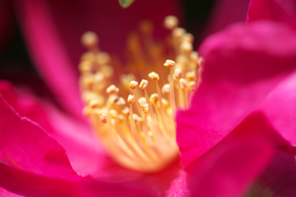 山茶花