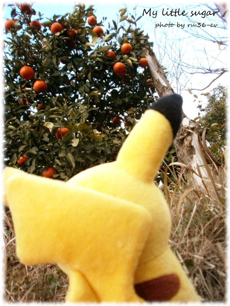 みかんを食べましょう