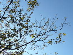 見上げたら