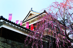 真田の桜