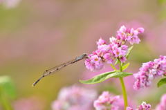 赤蕎麦の花とオツネントンボ