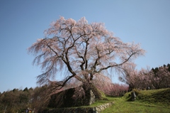 又兵衛桜