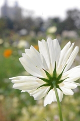cosmos
