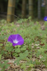 morning glory