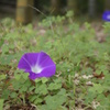 morning glory