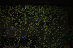 summer curtain