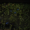 summer curtain
