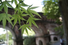 青紅葉