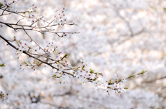 葉桜だったり