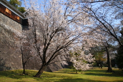 お城の桜