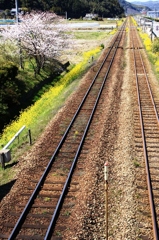 桜と黄色と線の路