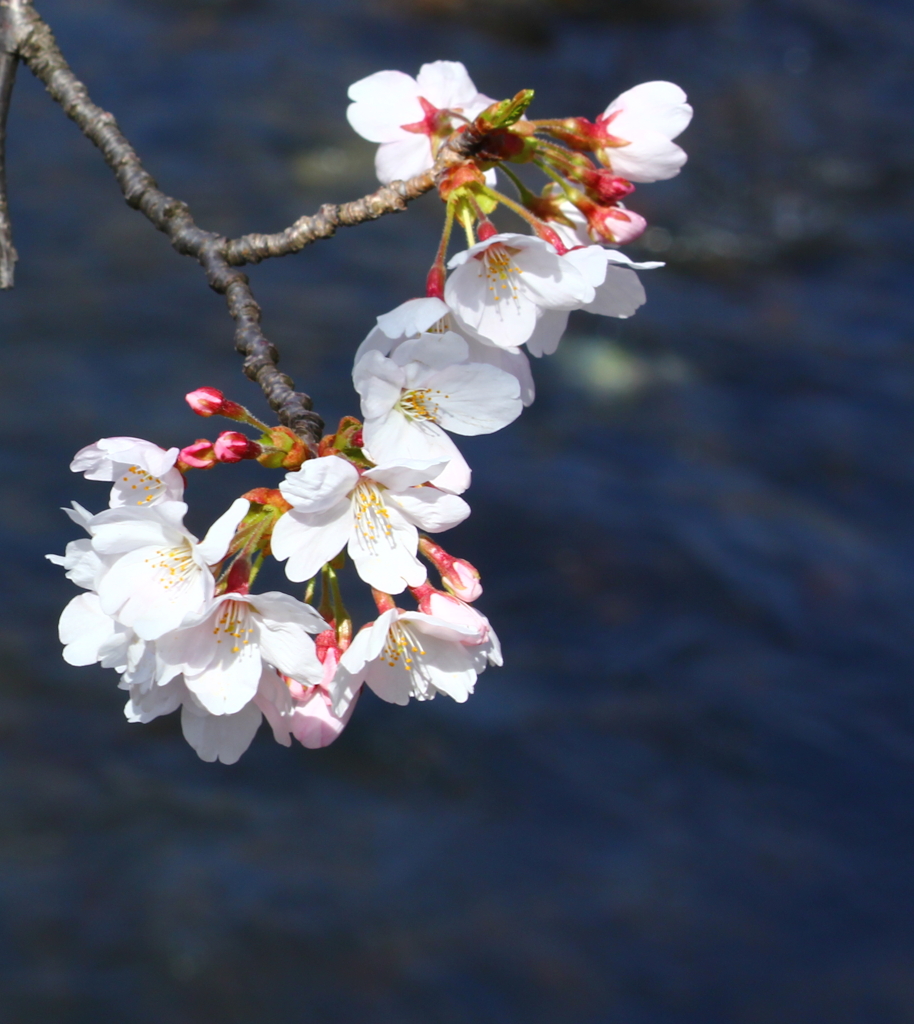 さくら　桜~~♪