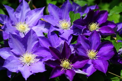 は～い　チーズ！