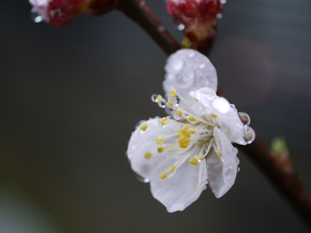 雨にうたれて・・