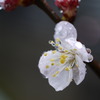 雨にうたれて・・