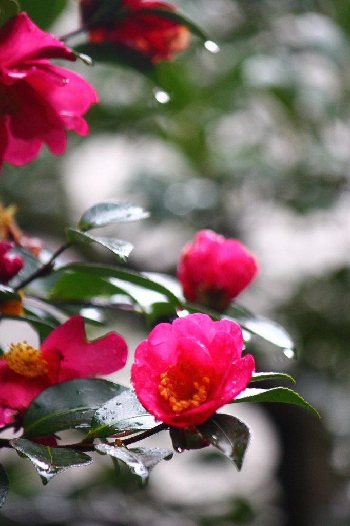 さざんかの花