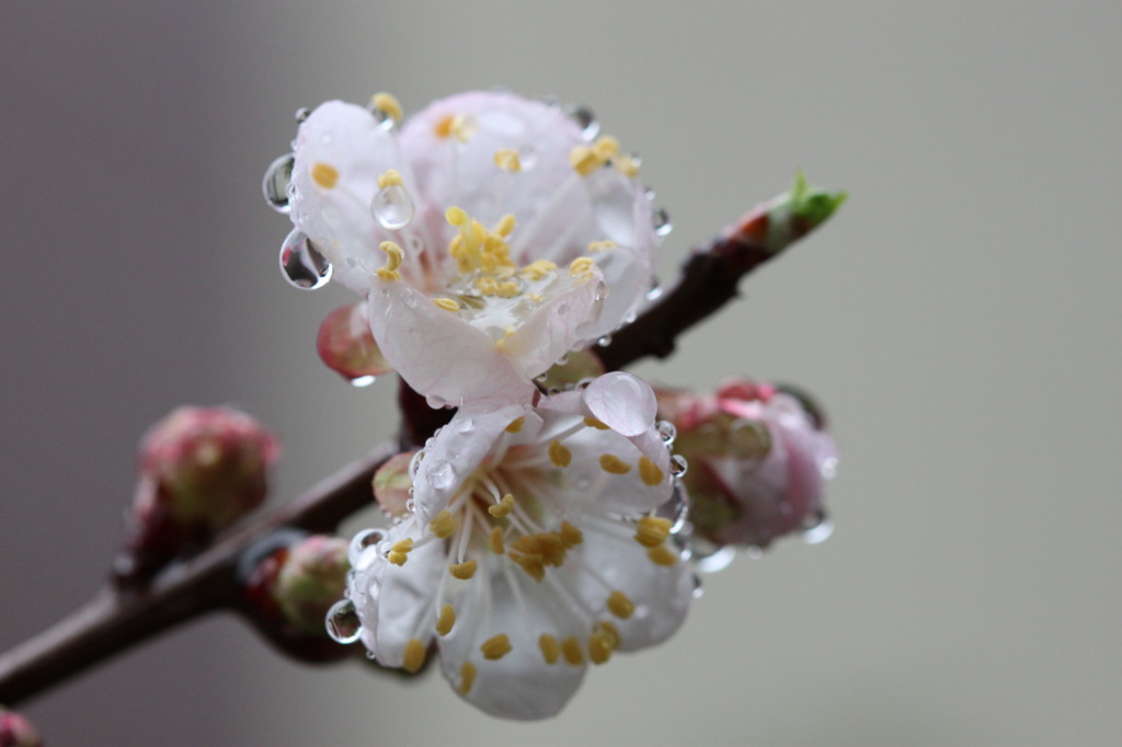 雨にうたれて～～２