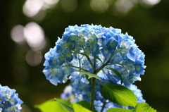 咲いたぁ～～
