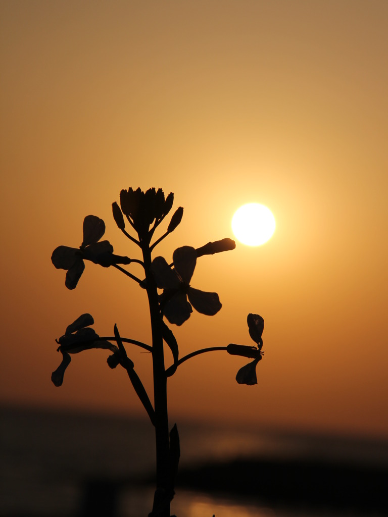 大根の花