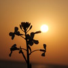 大根の花