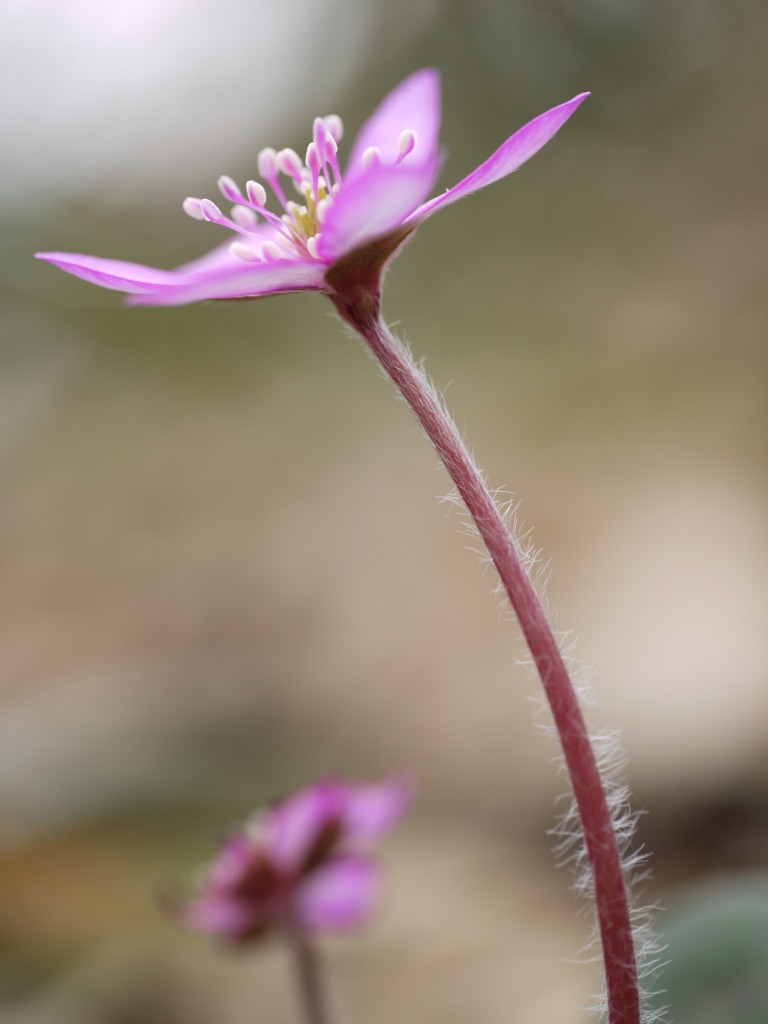 光をキャ～～ッチ！
