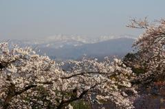 春の医王山