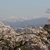 春の医王山