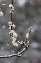 春よこい～～♪