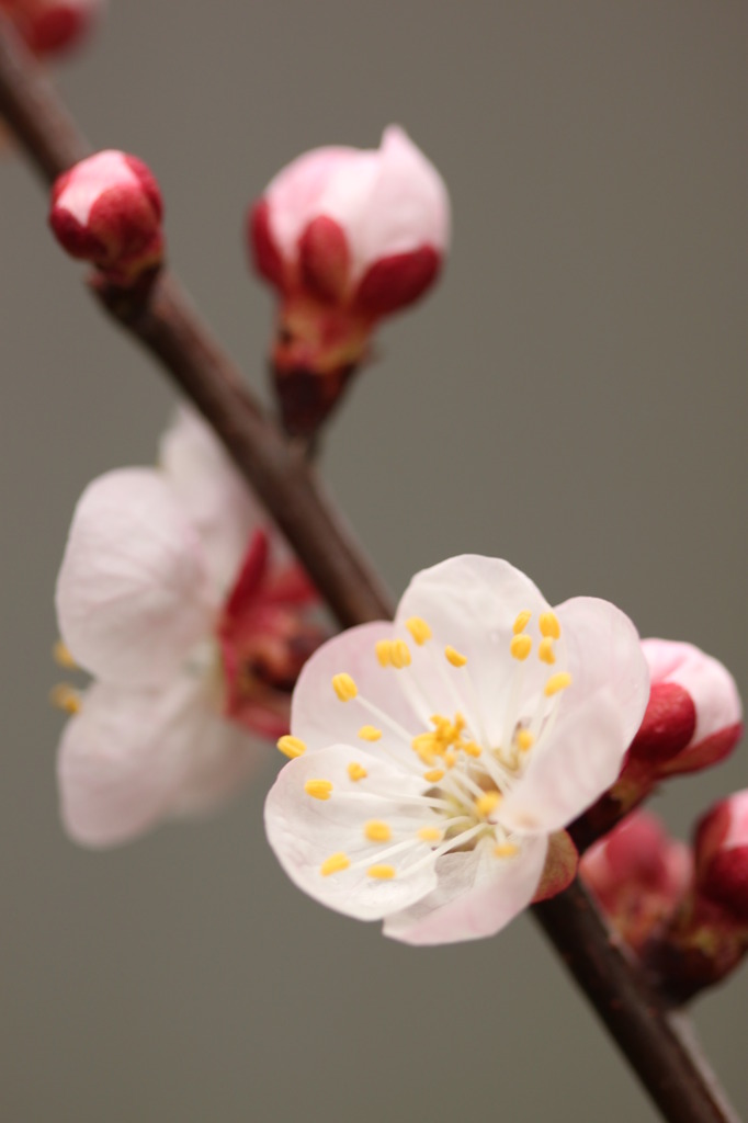 あんずよ花着け～～