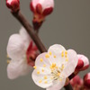 あんずよ花着け～～