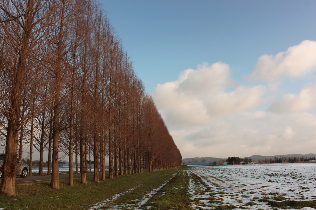 メタセコイアの並木道