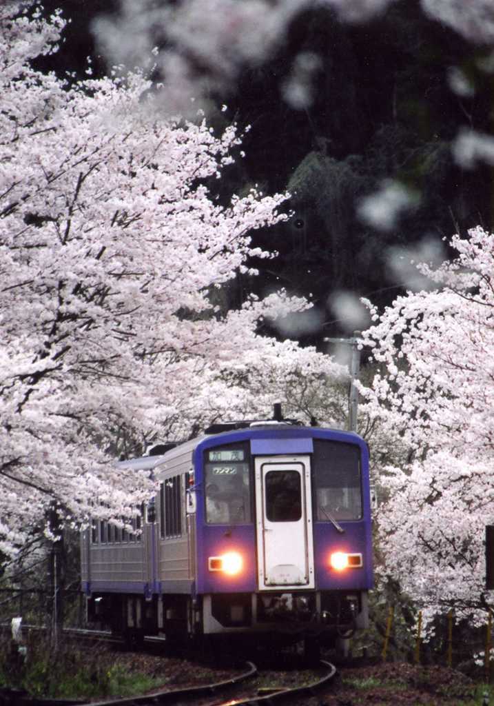 桜のトンネルを抜けて