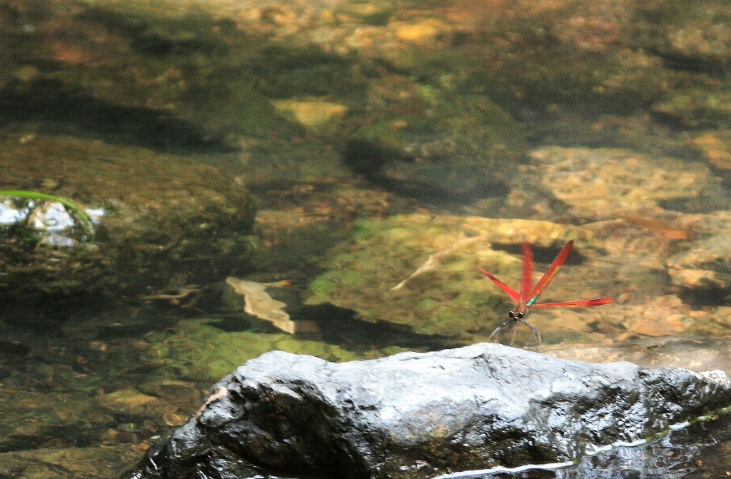 かわとんぼ