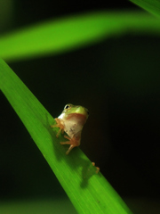 しがみつく蛙