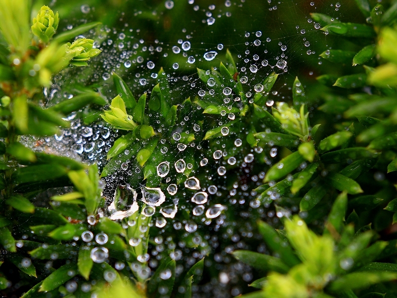 Water drops