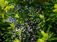 Water drops