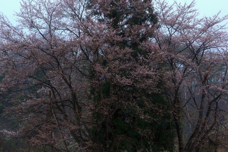 小雨の中で