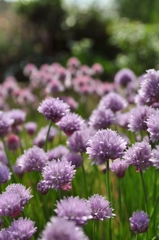 遠き思い出　花かんむり