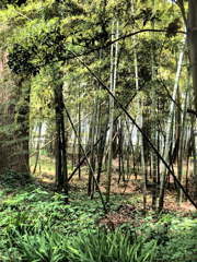 竹林　a bamboo forest
