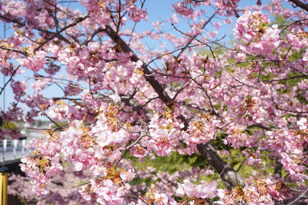 お花見シーズン２