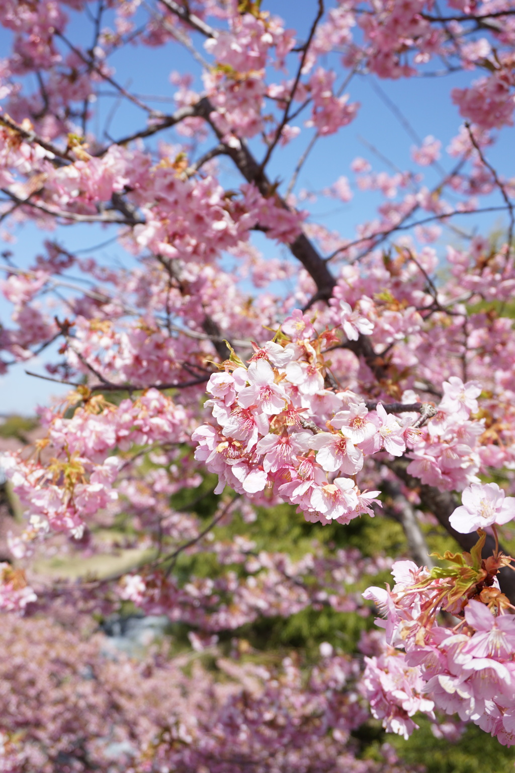 お花見シーズン１