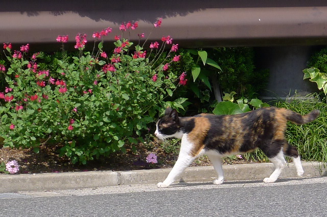 ウォーキング