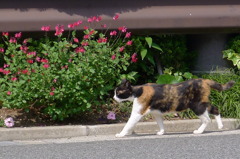 ウォーキング