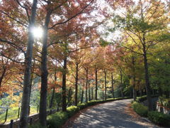 レインボー的散歩道