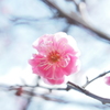 春の斥候部隊