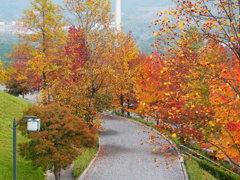 Colorな散歩道