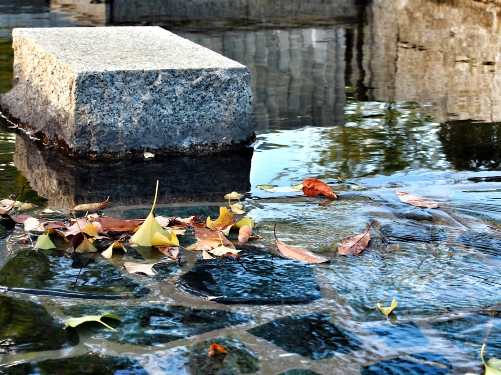 水面の水面による水面のための落ち葉
