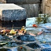 水面の水面による水面のための落ち葉