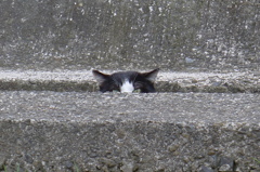 猫はミタ