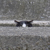 猫はミタ